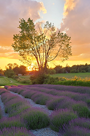 Lavender image