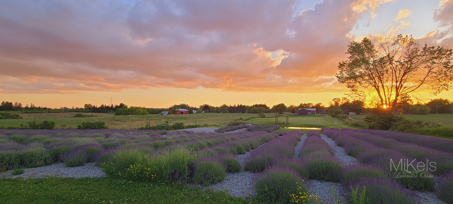 MiKels Lavender Oasis Binbrook Ontario